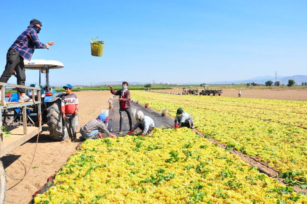Üzüm ihracatının yüzde 90'ı bu kentten yapılıyor: 103 ülkeye gönderiliyor! Üzümler serildi, ovadan renkli görüntüler... 6